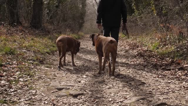 Dogs on a tour in the woods