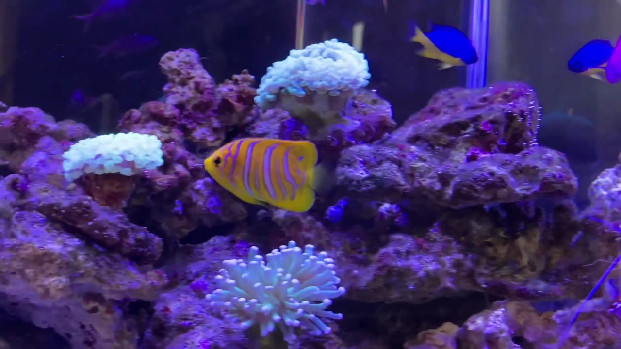 Regal Angelfish Purple Queen Anthias feeding