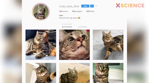 Five funny playing disabled cats