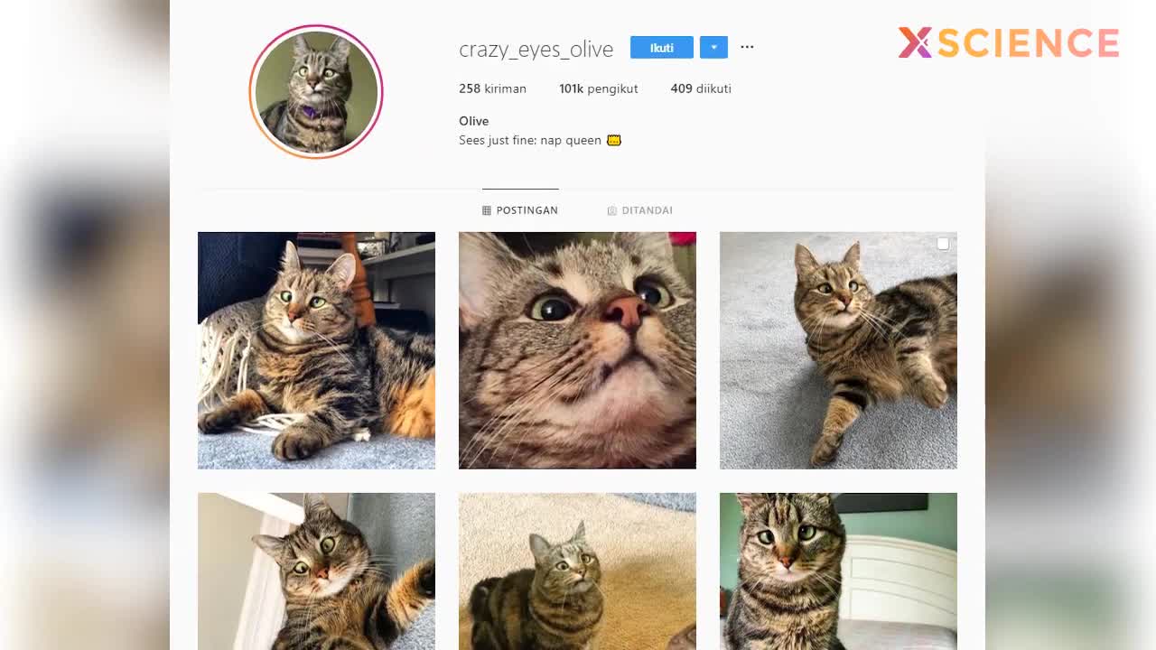 Five funny playing disabled cats