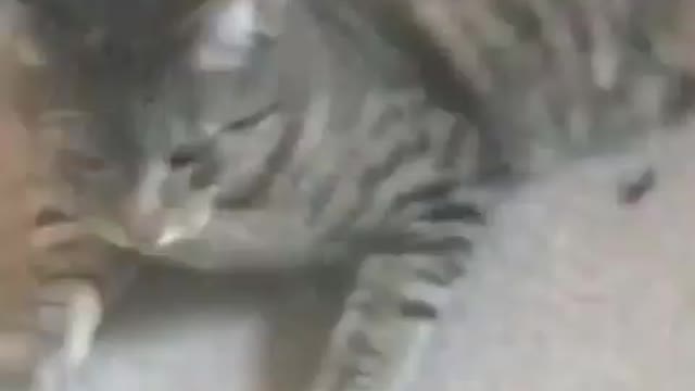 Funny reaction of owner on guilty cat😍