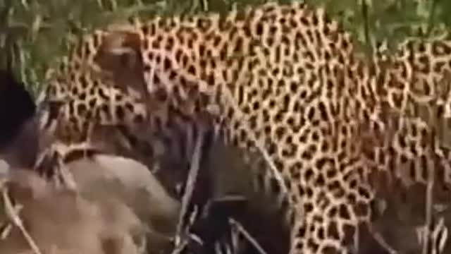Leopardo atacando guinu