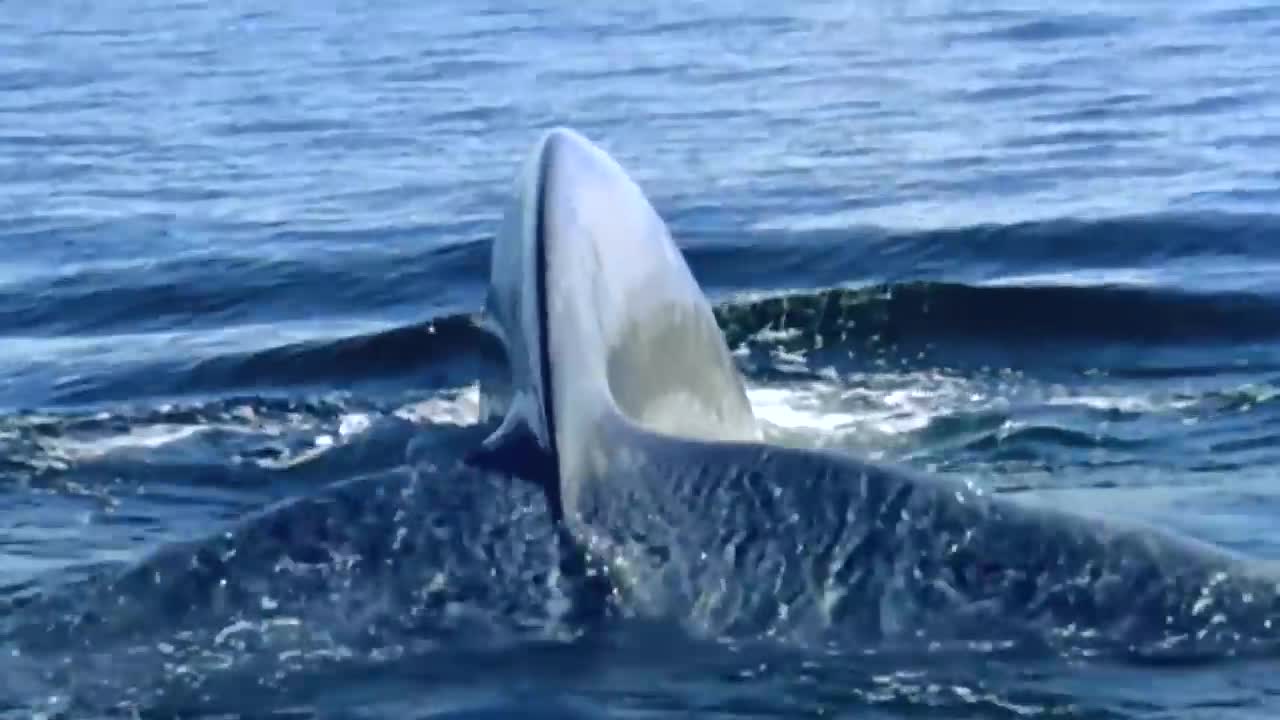 This Is What Biggest Whale In The World Can Do-5