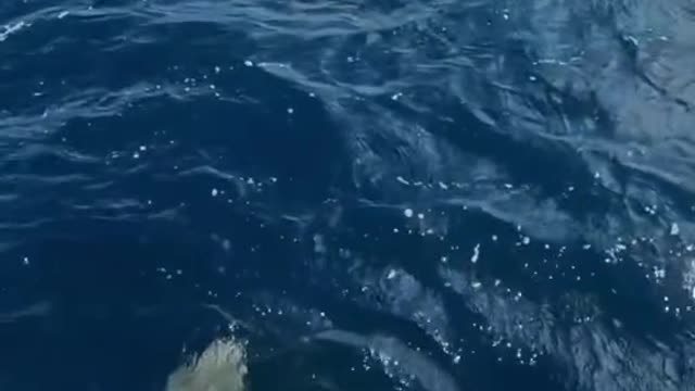 A surprise from Mr. Shark