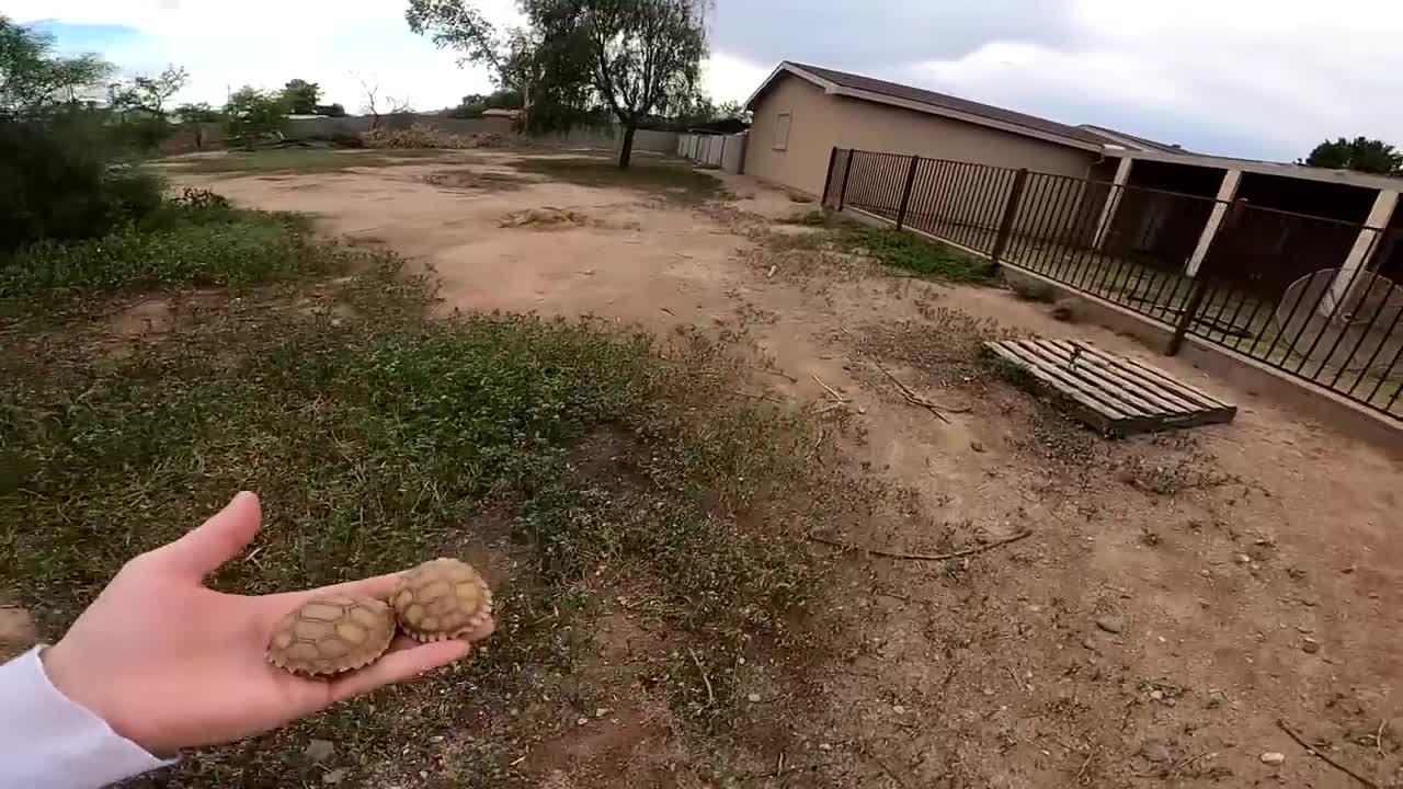 Baby Tortoises Hatching Out of the Ground-6