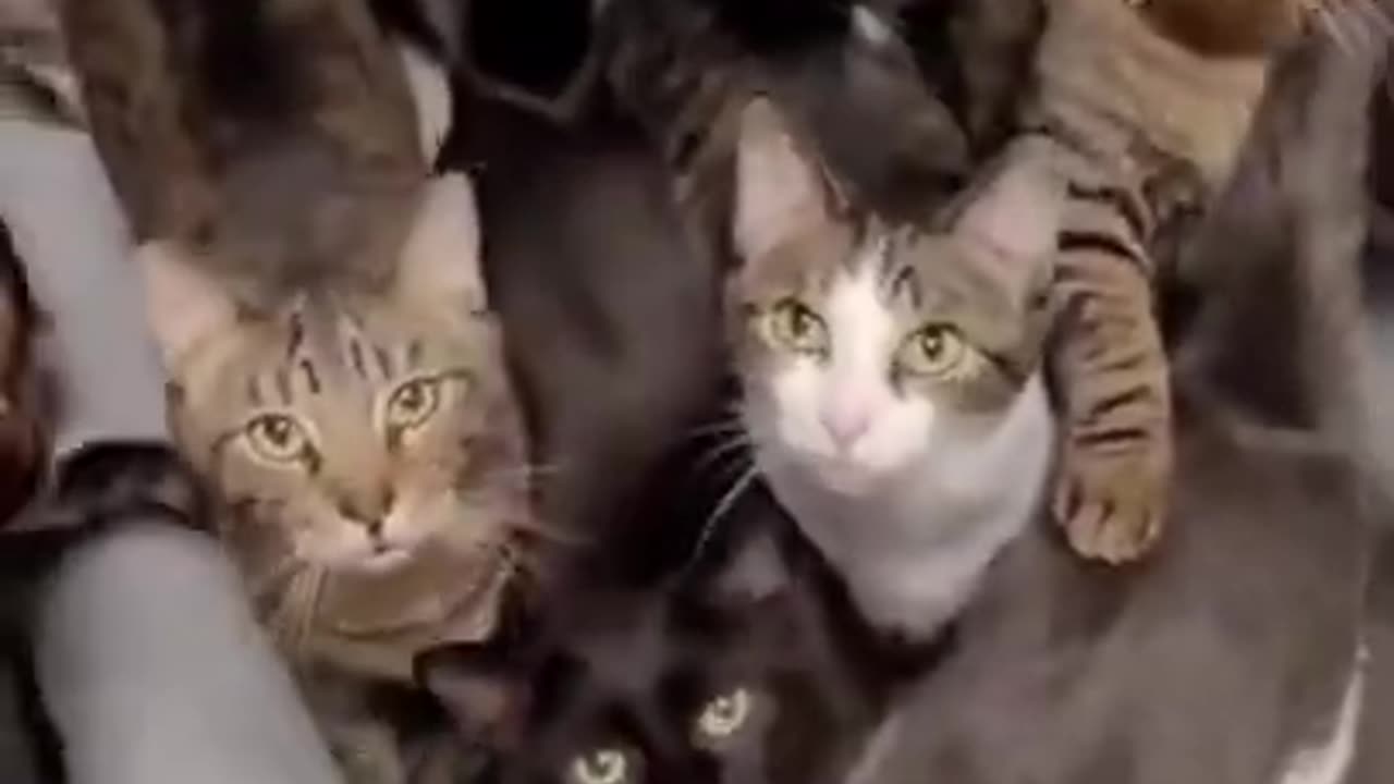 Cute Little Cats in The Group Look Even Better #shorts #shortvideo #video #virals #videoviral