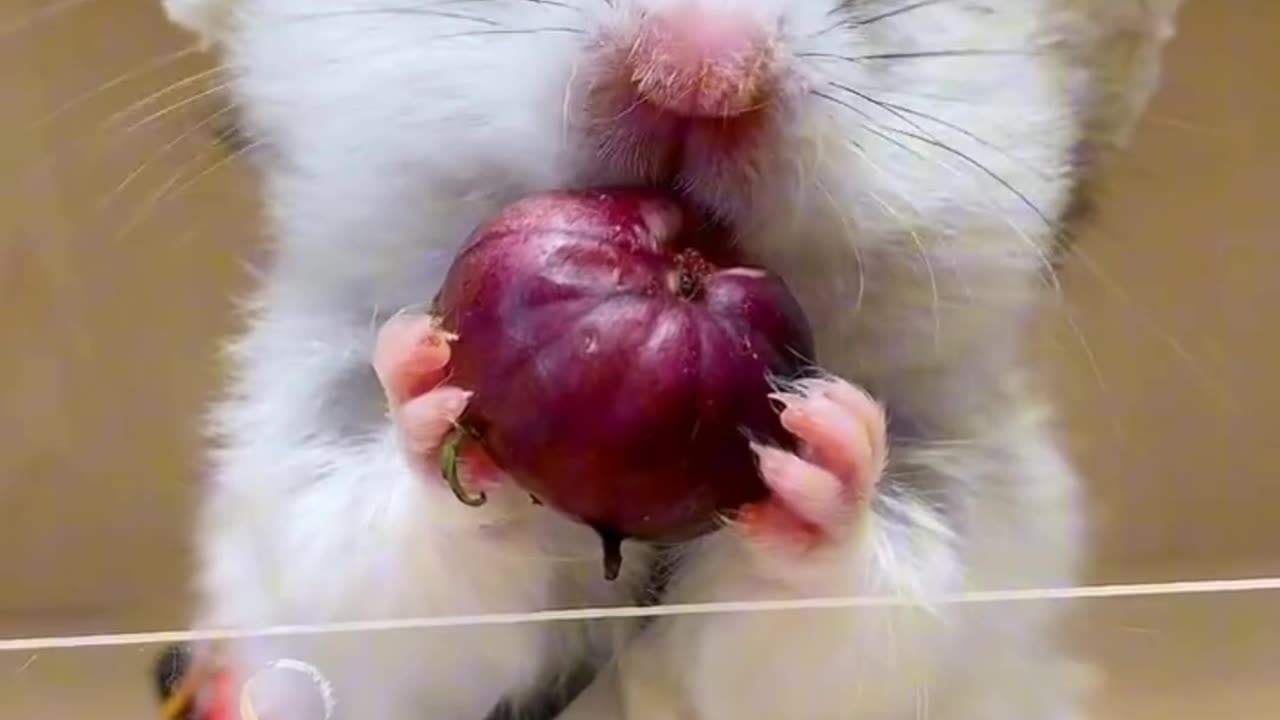 Toby the Hamster