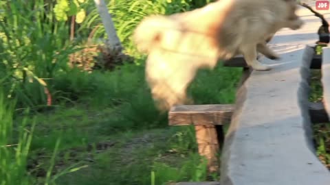 14 Things You Must Stop Doing to Your Dog