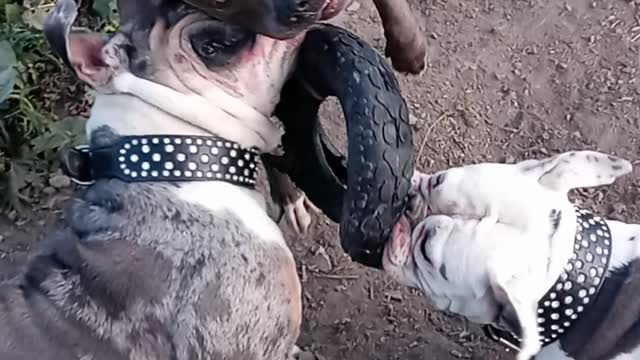 MY PUPS DONT PLAY