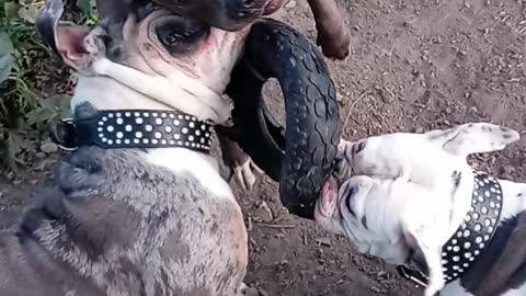 MY PUPS DONT PLAY