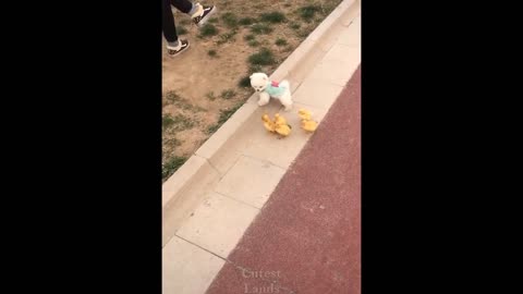 Funniest Animals Ever🐕- Awesome Funny Animals