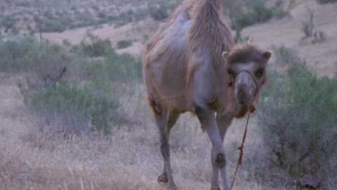 VIRUS del camello despues del mundial QATAR