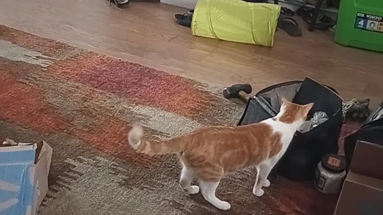 Squeeker's scare