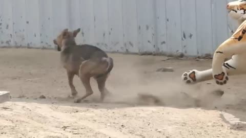 Dog vs Tiger