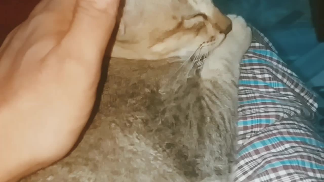 Cats want love