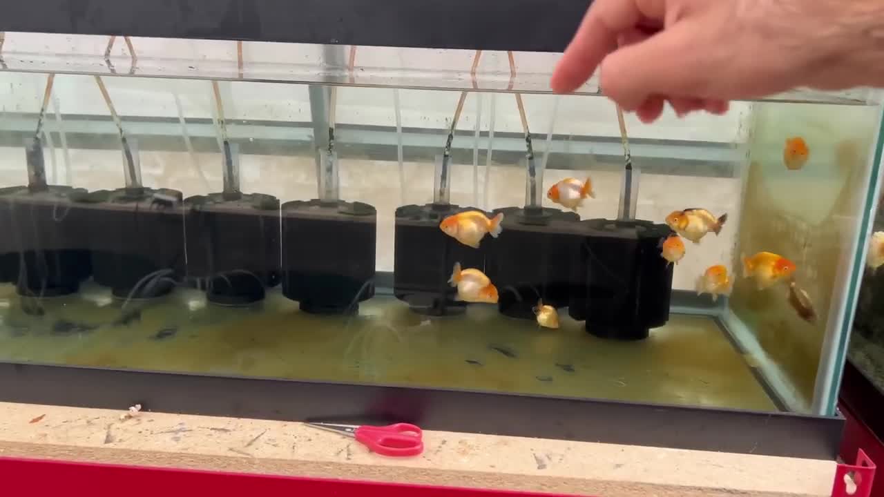 My Backyard Ranchu Goldfish Farm