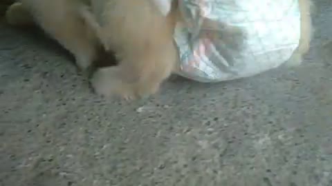 Cute Puppy on a diaper