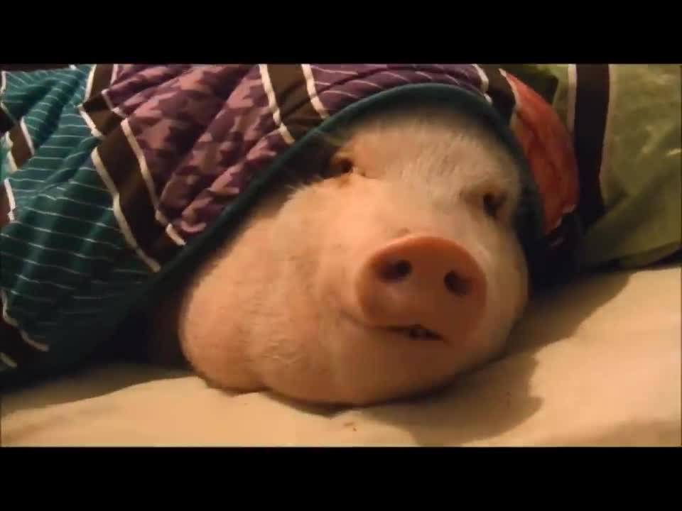 Sleeping Pig Wakes Up for a Cookie