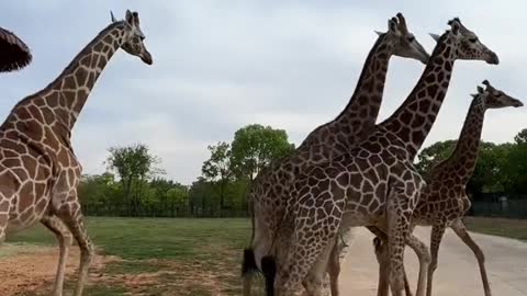 giraffes