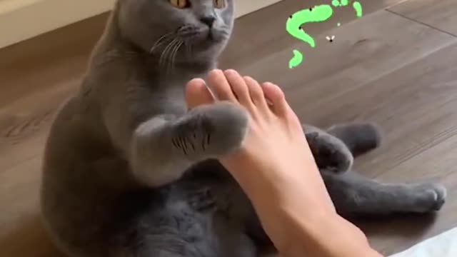 OMG So Cute ♥ Best Funny Cat Videos 2022 #1