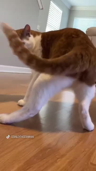 Viral cat dancing tiktok video - DAILY 🐶 ANIMALS 😻 SHORTS