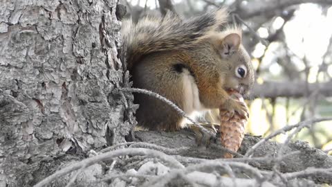 Squirrel Busy Eating Its Food