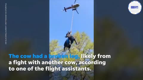 Emergency crews rescue, airlift cow with broken leg to safety