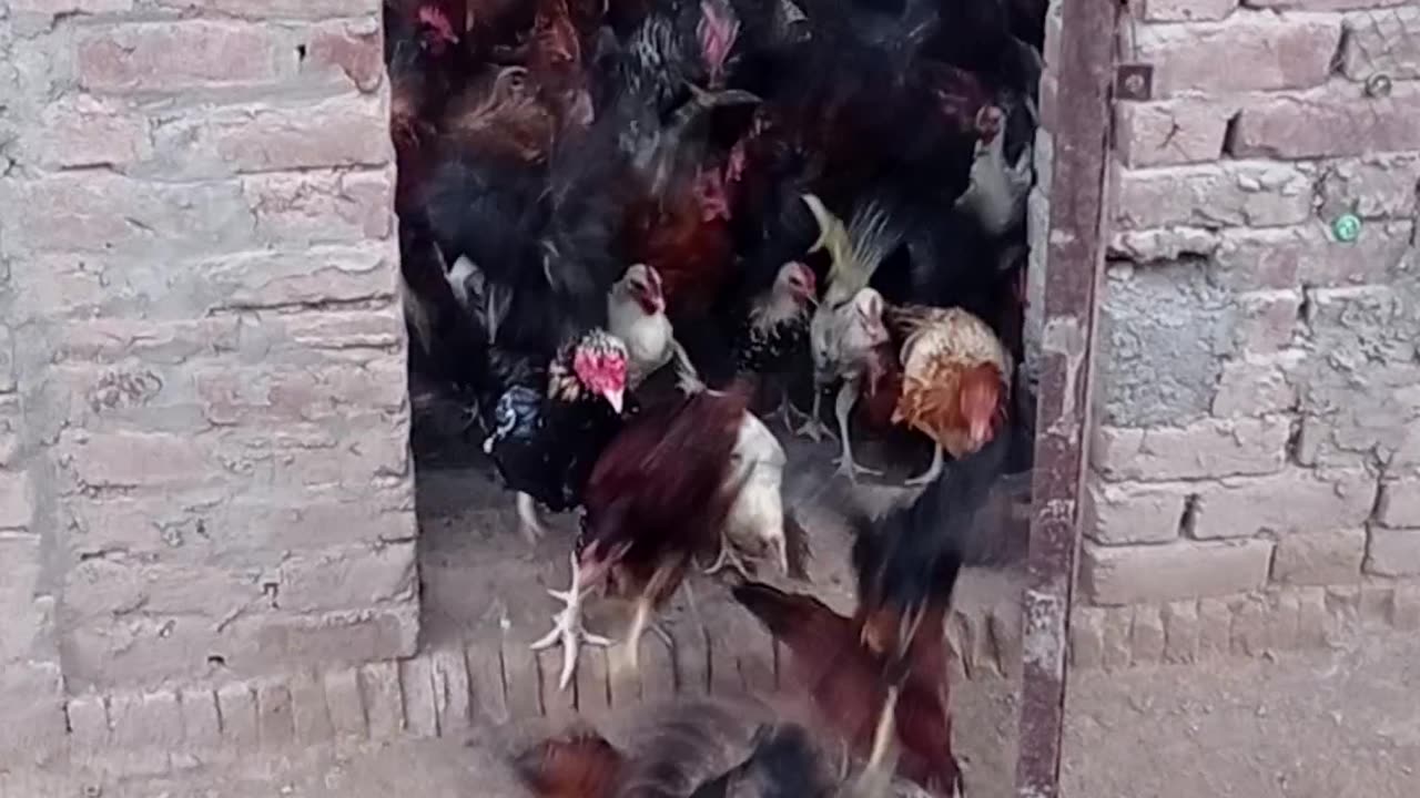 Flying desi chicken