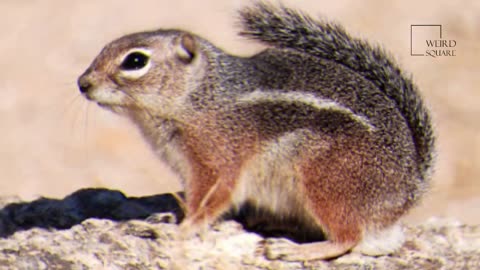 Fascinating realities about Ground Squirrel by strange square