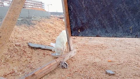 Dog looking for food in the cold