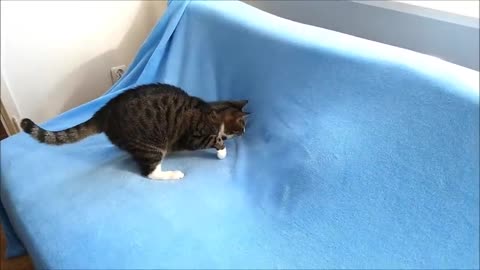 Ferocious Cat Inspects What's Underneath the Blanket - Surprise!