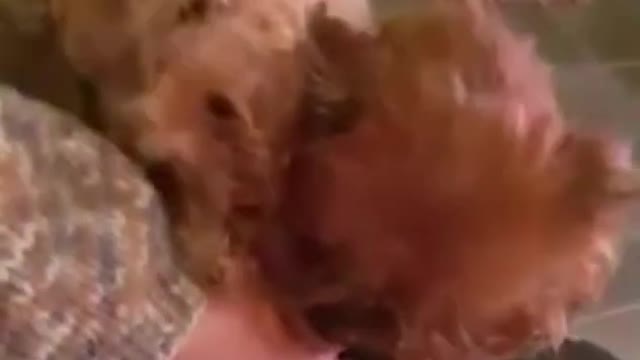 Tsvetnaya Bolonka Dog Demanding All the Attention