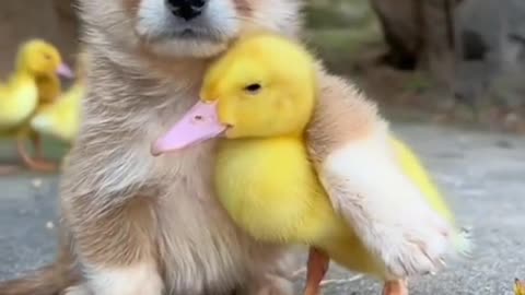 Dog & Ducklings