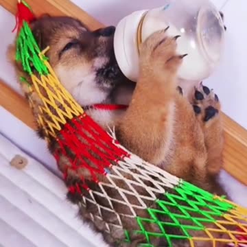 Drink Milk to Be Healthy