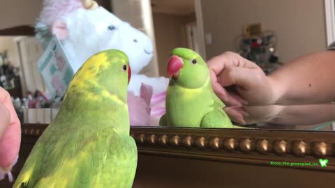 Cute Parrot Talking along with his new Peek-A-Boo Unicorn Toy !! Talking parrot play peekok