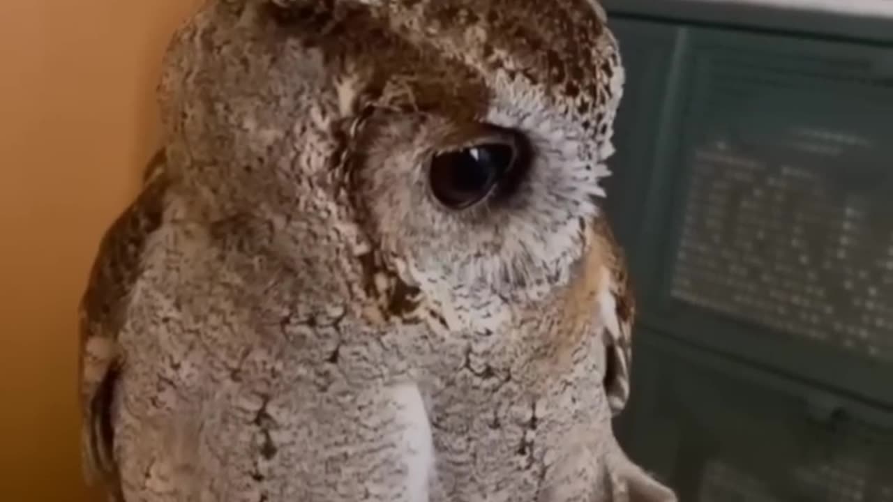 loose feather🪶🦉 #owl #owls #youtubeshorts #cute #shortsfeed #shortsvideo