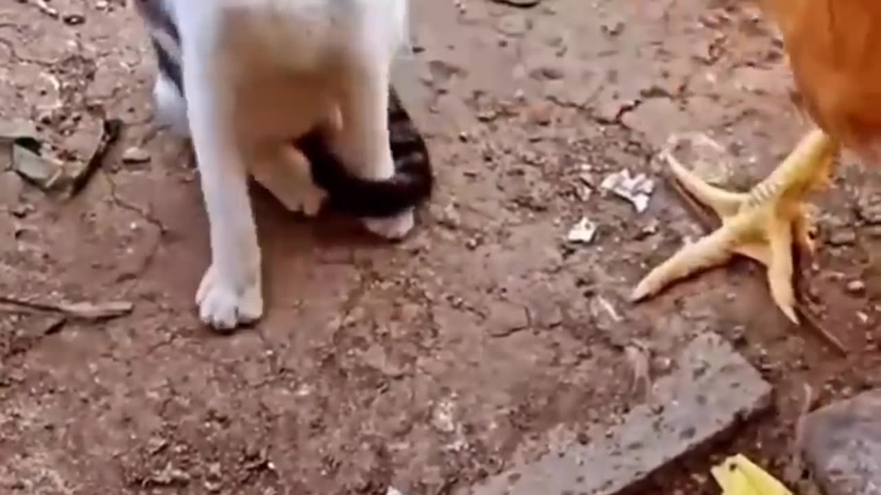 Cat vs Chicken
