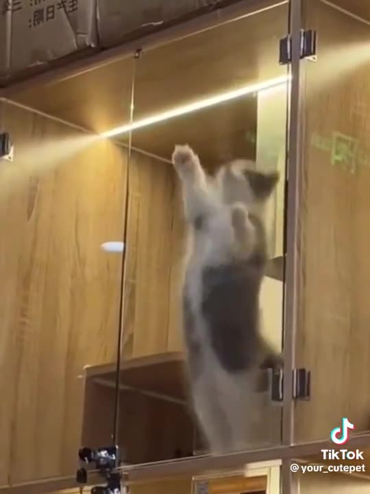 Cat Rumble Cutest π± π πββ¬ cats