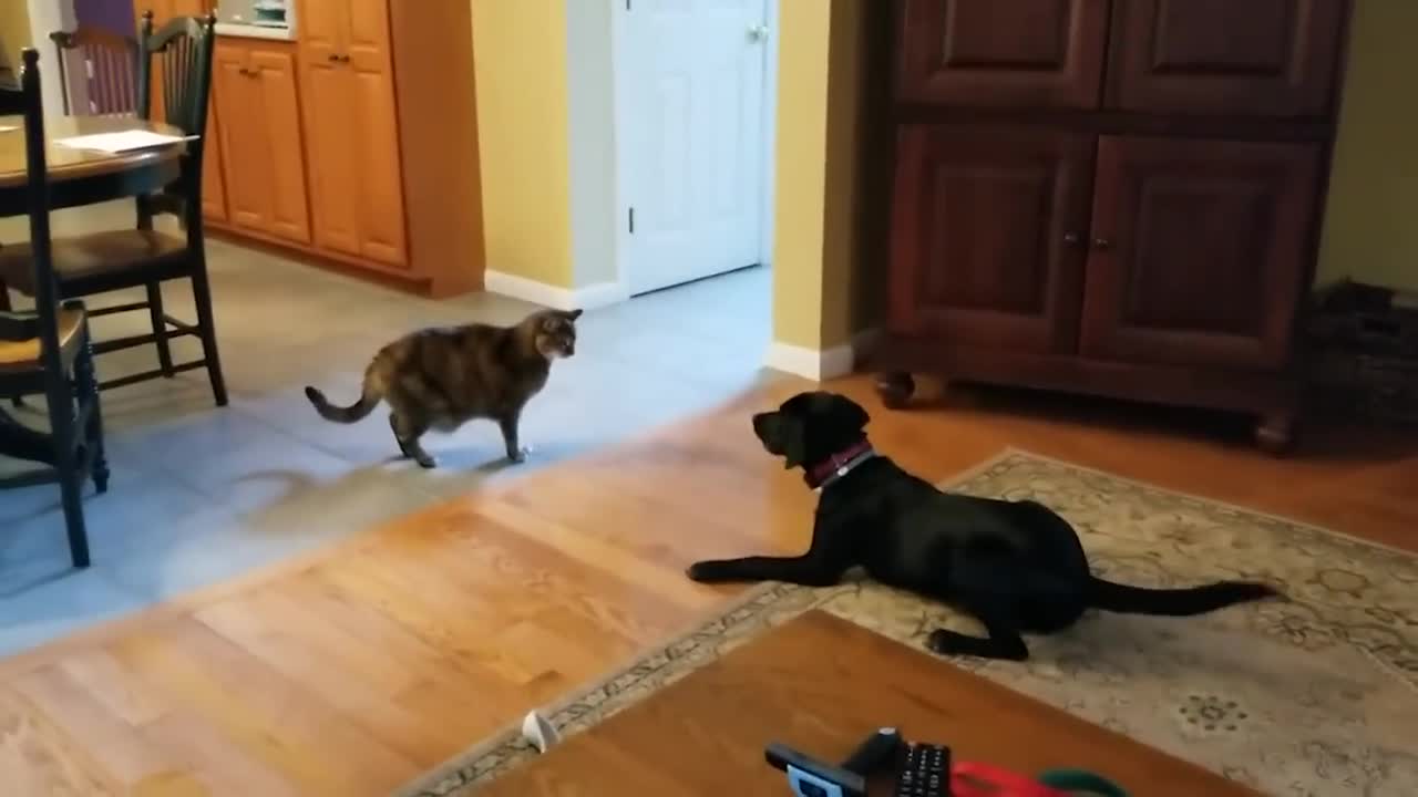 Funny cats 🐈 😻 🐈⬛️ and animals..😍🤩🤣