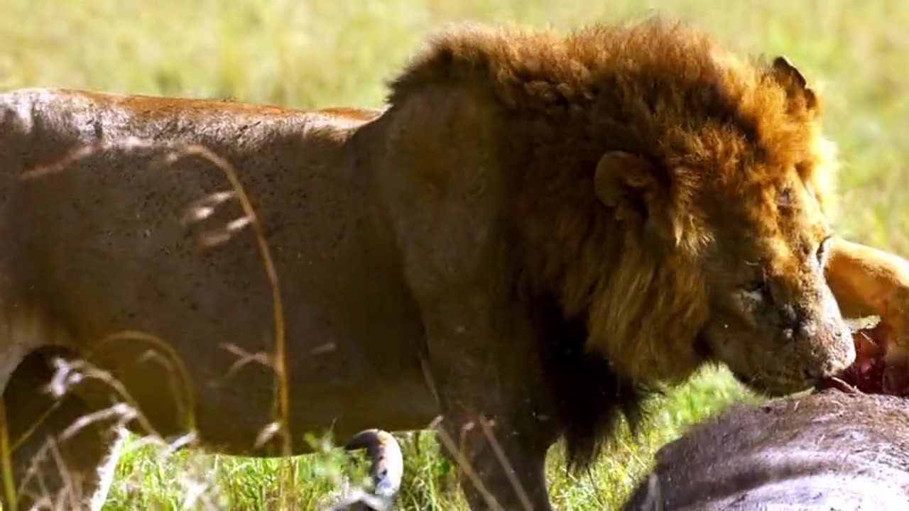 Mighty lion roars with satisfaction after gorging on wildebeest