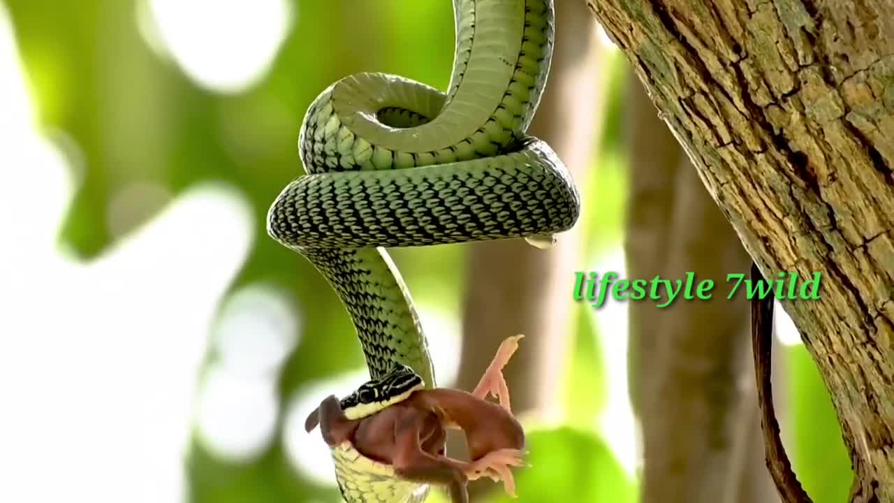 green snake eat baby biird