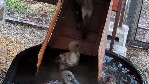Duck swim