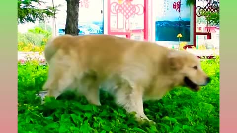 Smart Dog Video