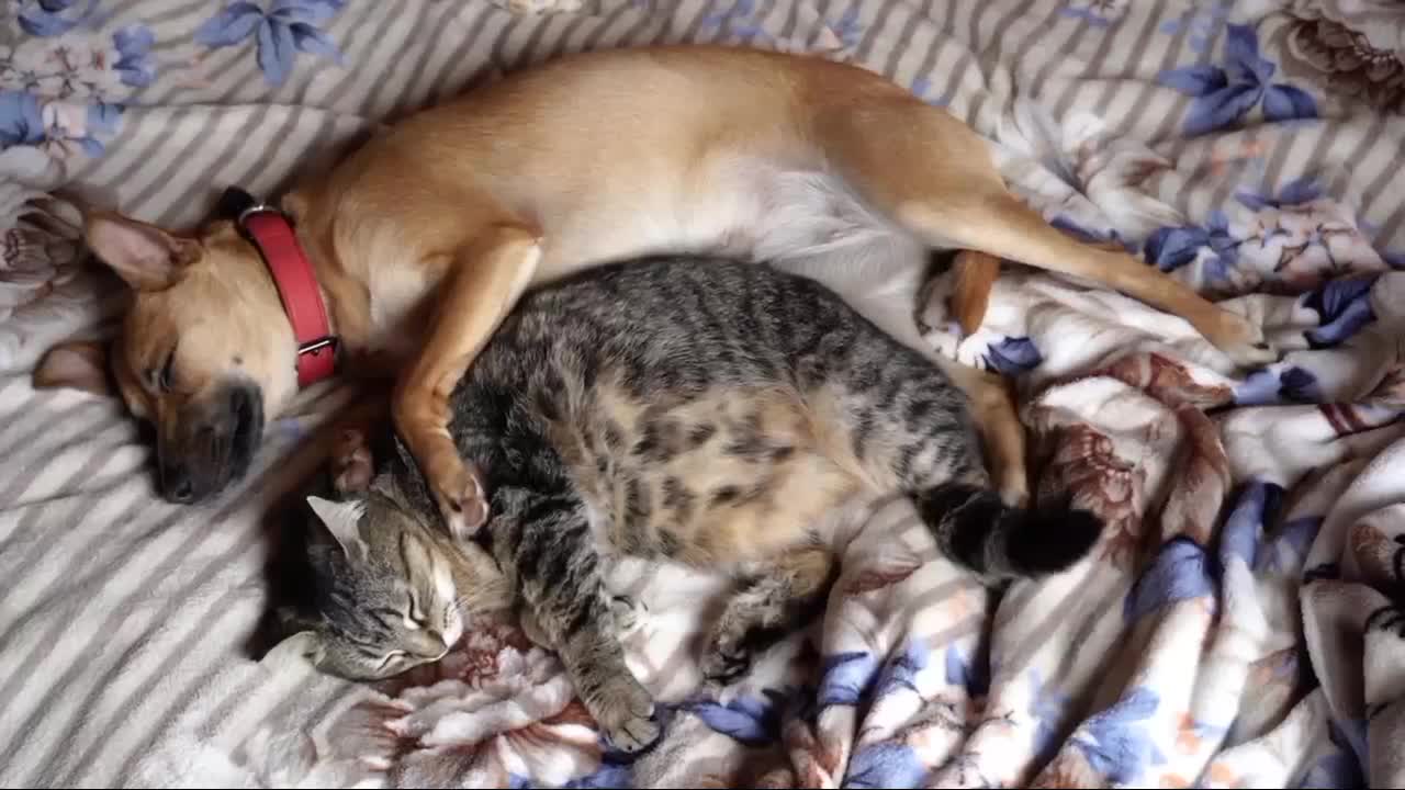 Funny Moments Of Cats And Dogs Like Mother And Daughter.