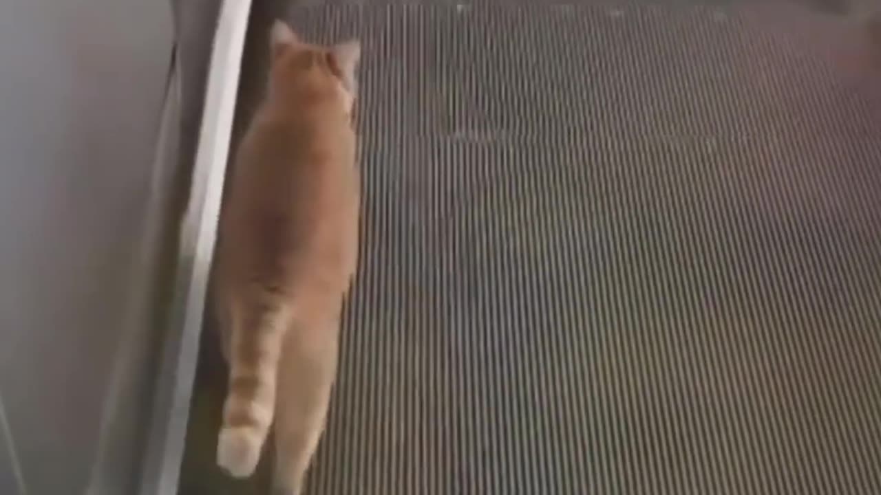 Funny animals part1
