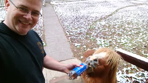 Miniature pony loves to drink soda