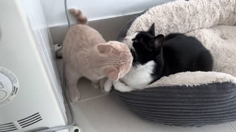 Kitten Annoys Cat