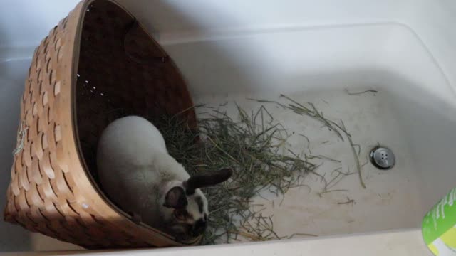 Bunny Bosco, In a Basket In The Bathtub