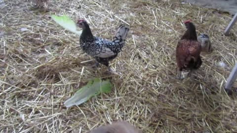 Snowflake quails