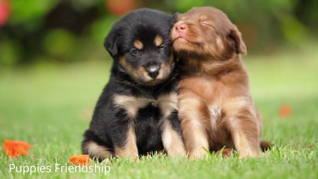 Cute Puppies Friendship